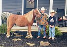 Pony - Horse for Sale in Columbia, KY 42728