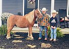 Pony - Horse for Sale in Columbia, KY 42728 Pony - Horse for Sale in Columbia, KY 42728