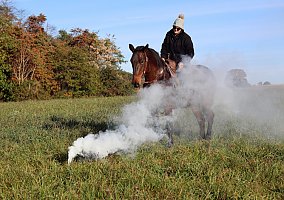 Draft (Percheron, Belgian, Clydesdale, Shire) (Draft (Percheron, Belgian, Clydesdale, Shire), Mare) in Gardners, PA