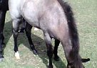 Royal Blue Sail Quarter Horse Mare