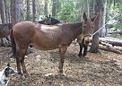 John Mule Mule Gelding