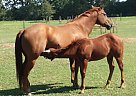 Quarter Horse - Horse for Sale in Centerville, TX 75833 Quarter Horse - Horse for Sale in Centerville, TX 75833