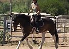 Big, Flashy Warmblood X Mare Nikita