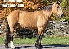 Quarter Horse - Horse for Sale in Everett, PA 40501