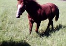 Quarter Horse - Horse for Sale in Centerville, TX 75833 Quarter Horse - Horse for Sale in Centerville, TX 75833