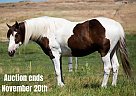 Quarter Horse - Horse for Sale in Caldwell, ID 40501
