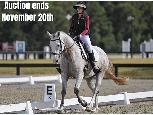 Dressage, Jumps, Trails