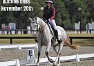 Warmblood - Horse for Sale in Brookesville, FL 40501