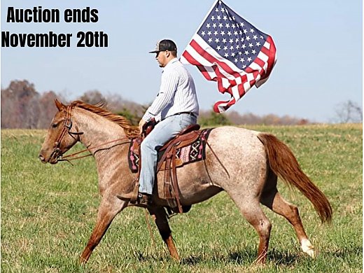 Family Safe Ranch/Trail Horse