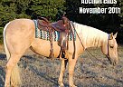 Quarter Horse - Horse for Sale in Pilot Point, TX 40501