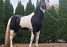 Gypsy Vanner - Horse for Sale in Manorville, NY 11949