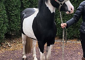 Gypsy Vanner (Gypsy Vanner, Gelding) in Manorville, NY