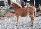 Appaloosa - Horse for Sale in Baxter Springs, KS 66713