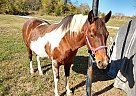 Quarter Horse - Horse for Sale in Watertown, TN 37184