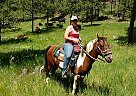Paint Quarter Horse Ellie