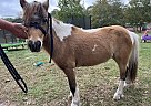 Crossbred Pony - Horse for Sale in Tifton, GA 31793 Crossbred Pony - Horse for Sale in Tifton, GA 31793