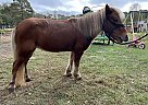 Crossbred Pony - Horse for Sale in Tifton, GA 31793 Crossbred Pony - Horse for Sale in Tifton, GA 31793