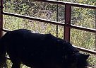 Other - Horse for Sale in Evington, VA 24550 Other - Horse for Sale in Evington, VA 24550