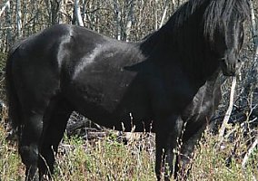 Purebred (Friesian, Mare) in Anaheim, CA