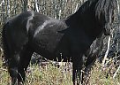 Friesian - Horse for Sale in Anaheim, CA 