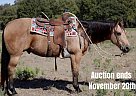 Quarter Horse - Horse for Sale in Pilot Point, TX 40501
