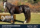 Gypsy Vanner - Horse for Sale in Riner, VA NA