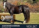 Gypsy Vanner - Horse for Sale in Riner, VA NA Gypsy Vanner - Horse for Sale in Riner, VA NA