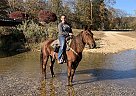 Missouri Fox Trotter - Horse for Sale in Freeburg, IL 62243 Missouri Fox Trotter - Horse for Sale in Freeburg, IL 62243