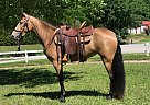 Tennessee Walking - Horse for Sale in Olive Hill, KY 41164 Tennessee Walking - Horse for Sale in Olive Hill, KY 41164