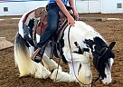 DUKE - Gelding in Tucson, AZ DUKE - Gelding in Tucson, AZ