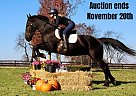 Friesian - Horse for Sale in Highland, MI 40501