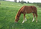 Missouri Fox Trotter Stallion fo... Missouri Fox Trotter Stallion