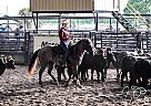 All Around Blue Roan Mare Rae