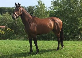Warmblood (Warmblood, Mare) in Williston, FL