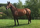Oldenburg - Horse for Sale in Williston, FL 32696