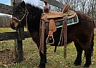 Pony - Horse for Sale in Xenia, OH 45385 Pony - Horse for Sale in Xenia, OH 45385