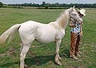 Quarter Horse - Horse for Sale in Cambridge City, IN 47327