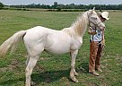 Quarter Horse - Horse for Sale in Cambridge City, IN 47327 Quarter Horse - Horse for Sale in Cambridge City, IN 47327