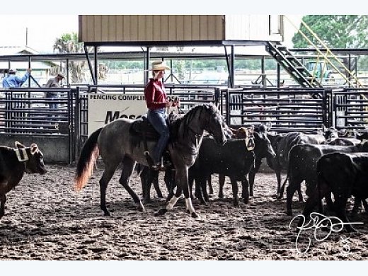 All Around Blue Roan Mare