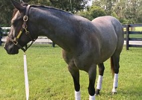 Quarter Horse (Quarter Horse, Mare) in Summerfield, FL