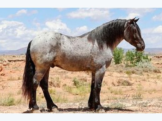 Amazing Blue Roan Draftcross