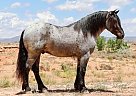 Draft - Horse for Sale in Roosevelt, UT 84066 Draft - Horse for Sale in Roosevelt, UT 84066