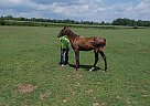 Quarab - Horse for Sale in Cambridge City, IN 47327 Quarab - Horse for Sale in Cambridge City, IN 47327