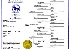 Missouri Fox Trotter (Missouri Fox Trotter, Mare) in Niles, MI