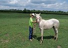 Quarter Horse - Horse for Sale in Cambridge City, IN 47327 Quarter Horse - Horse for Sale in Cambridge City, IN 47327