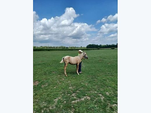 Doc Started Under Saddle