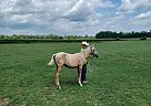 Quarter Horse - Horse for Sale in Cambridge City, IN 47327 Quarter Horse - Horse for Sale in Cambridge City, IN 47327