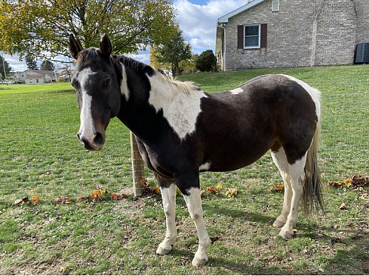 Gelding Needs a new Home