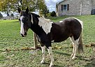 Nevin - Gelding in Carlisle, PA Nevin - Gelding in Carlisle, PA