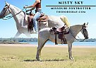 Missouri Fox Trotter - Horse for Sale in Aurora, CO 80018 Missouri Fox Trotter - Horse for Sale in Aurora, CO 80018